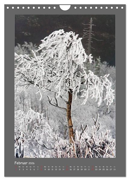 Produktbild: B&Auml;UME (Wandkalender 2026 DIN A4 hoch), CALVENDO Monatskalender