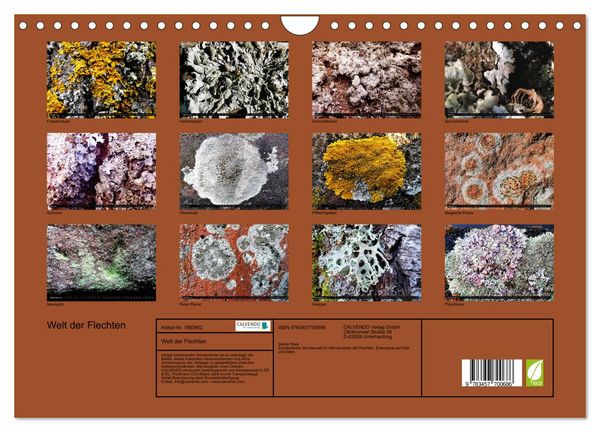 Produktbild: Welt der Flechten (Wandkalender 2026 DIN A4 quer), CALVENDO Monatskalender