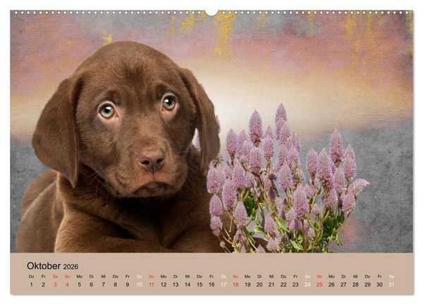Produktbild: Labrador Retriever unsere Freunde (Wandkalender 2026 DIN A2 quer), CALVENDO Monatskalender