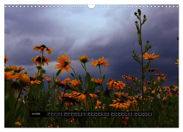 Produktbild: Bl&uuml;ten-Zauber am Wegesrand 2026 (Wandkalender 2026 DIN A3 quer), CALVENDO Monatskalender