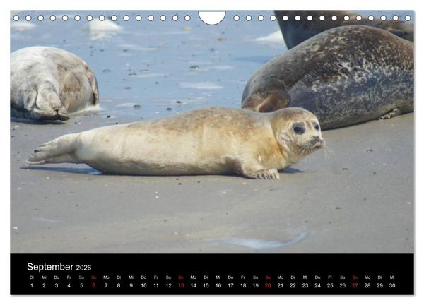 Produktbild: Verspielte Robben (Wandkalender 2026 DIN A4 quer), CALVENDO Monatskalender