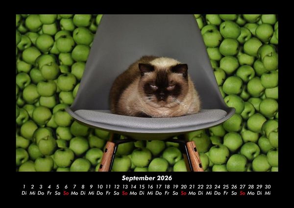 Produktbild: F&uuml;r Katzenfreunde 2026 Fotokalender DIN A3