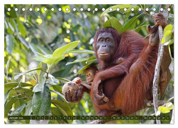 Produktbild: Borneo - Tierparadies Regenwald (Tischkalender 2026 DIN A5 quer), CALVENDO Monatskalender