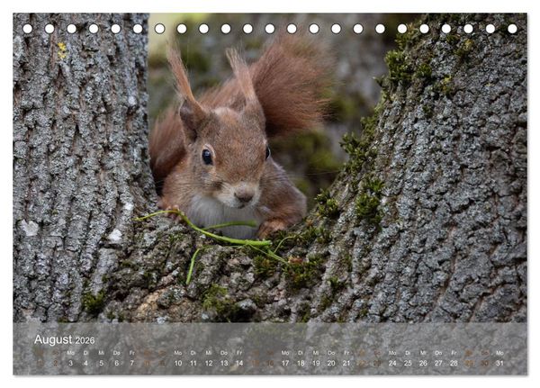 Produktbild: Bezaubernde Eichh&ouml;rnchen (Tischkalender 2026 DIN A5 quer), CALVENDO Monatskalender