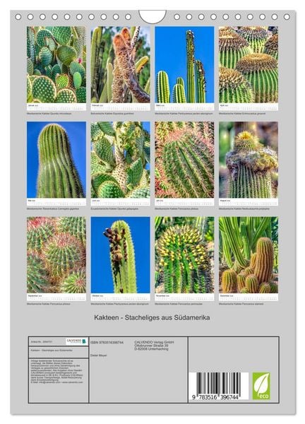 Produktbild: Kakteen - Stacheliges aus S&uuml;damerika (Wandkalender 2026 DIN A4 hoch), CALVENDO Monatskalender