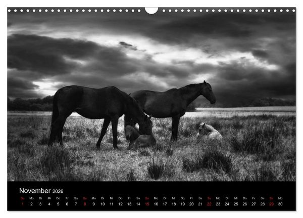 Produktbild: Pferde 2026 Wild Thing (Wandkalender 2026 DIN A3 quer), CALVENDO Monatskalender