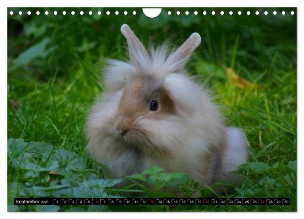 Produktbild: Liebenswerte Zwergkaninchen (Wandkalender 2026 DIN A4 quer), CALVENDO Monatskalender