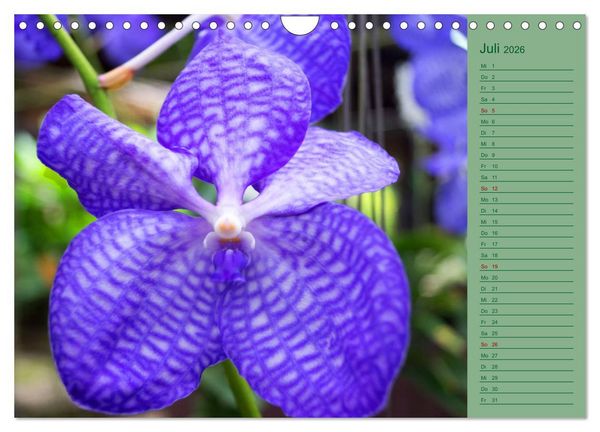 Produktbild: Farbzauber Natur Orchideen - CH Version (Wandkalender 2026 DIN A4 quer), CALVENDO Monatskalender