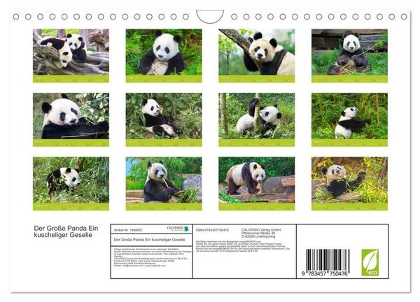 Produktbild: Der Gro&szlig;e Panda Ein kuscheliger Geselle (Wandkalender 2026 DIN A4 quer), CALVENDO Monatskalender