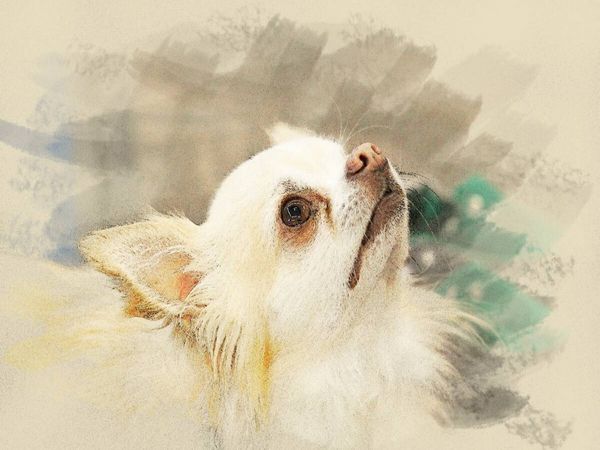Produktbild: CALVENDO Puzzle Ein Motiv aus dem Kalender Chihuahuas 2017 | 1000 Teile Lege-Gr&ouml;&szlig;e 64x48cm Foto-Puzzle f&uuml;r gl&uuml;ckliche Stunden