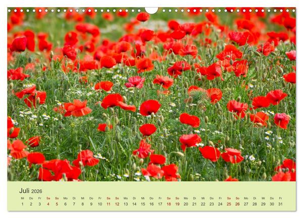 Produktbild: Wilde Blumen - ein Spaziergang durch die Natur (Wandkalender 2026 DIN A3 quer), CALVENDO Monatskalender