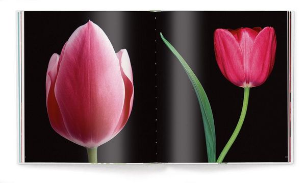Produktbild: Tulpen