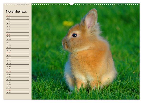 Produktbild: Kaninchen und Hasen (Wandkalender 2026 DIN A2 quer), CALVENDO Monatskalender