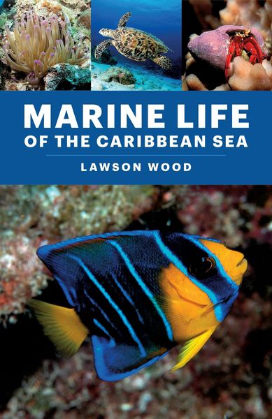 Produktbild: Marine Life of the Caribbean Sea