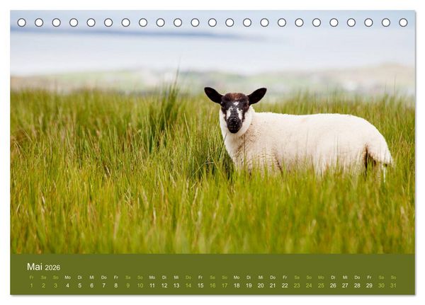 Produktbild: Unter Schafen - Wegbegleiter auf Reisen (Tischkalender 2026 DIN A5 quer), CALVENDO Monatskalender