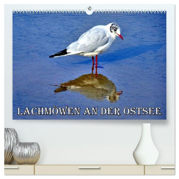 Lachmöwen an der Ostsee (hochwertiger Premium Wandkalender 2026 DIN A2 quer), Kunstdruck in Hochglanz