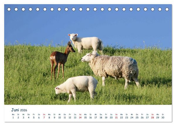 Produktbild: Butjadingen. Impressionen zwischen Jade und Nordsee (Tischkalender 2026 DIN A5 quer), CALVENDO Monatskalender