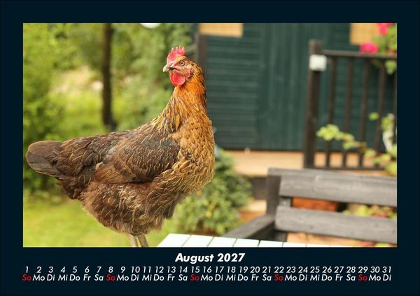 Produktbild: Tiere in der Wildnis 2027 Fotokalender DIN A5