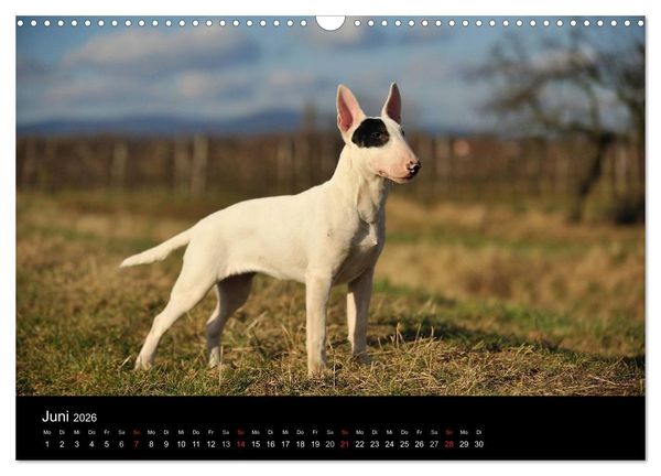 Produktbild: Bullterrier 2026 - Kleine Clowns mit gro&szlig;em Herz (Wandkalender 2026 DIN A3 quer), CALVENDO Monatskalender