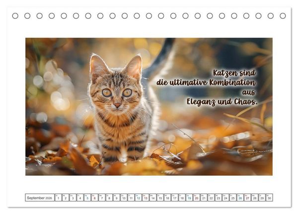Produktbild: Katzenpower (Tischkalender 2026 DIN A5 quer), CALVENDO Monatskalender