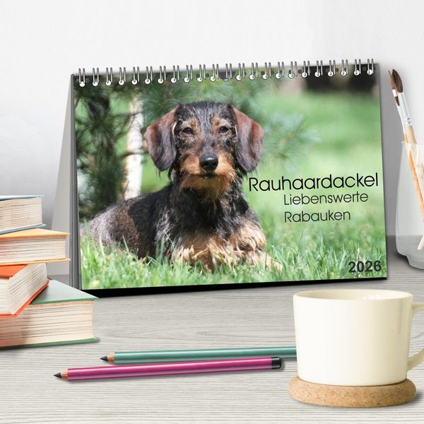 Produktbild: Liebenswerte Rabauken - Rauhaardackel (Tischkalender 2026 DIN A5 quer), CALVENDO Monatskalender