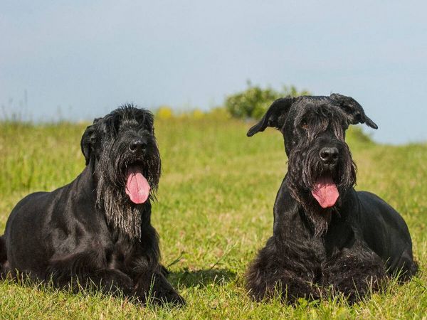 Produktbild: CALVENDO Puzzle Zwei Riesenschnauzer auf der Wiese | 1000 Teile Lege-Gr&ouml;&szlig;e 64x48cm Foto-Puzzle f&uuml;r gl&uuml;ckliche Stunden