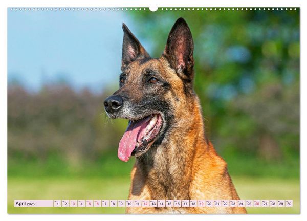 Produktbild: Freund und Besch&uuml;tzer - Der Malinois (hochwertiger Premium Wandkalender 2026 DIN A2 quer), Kunstdruck in Hochglanz