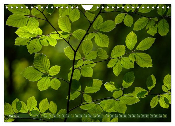 Produktbild: Spaziergang im Wald (Wandkalender 2026 DIN A4 quer), CALVENDO Monatskalender