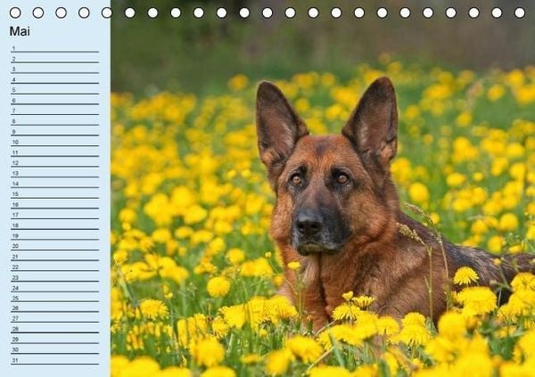 Produktbild: Der Schäferhunde-Geburtstagskalender (Tischkalender immerwährend DIN A5 quer)