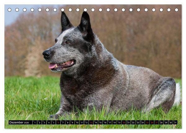 Produktbild: Power auf 4 Pfoten. Australian Cattle Dog (Tischkalender 2026 DIN A5 quer), CALVENDO Monatskalender
