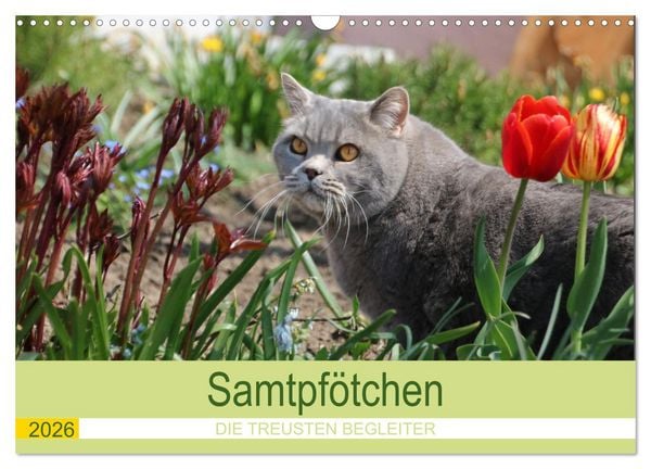 Produktbild: Samtpf&ouml;tchen - Die treusten Begleiter 2026 (Wandkalender 2026 DIN A3 quer), CALVENDO Monatskalender