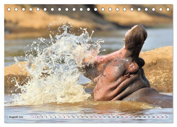 Produktbild: Faszination Afrika: Flusspferde (Tischkalender 2026 DIN A5 quer), CALVENDO Monatskalender
