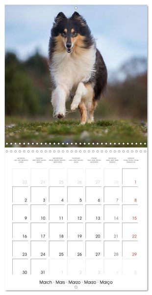 Produktbild: Lovely Collie 2026 (Wall Calendar 2026 12 &times; 12 Inch) CALVENDO 12 Month Wall Calendar