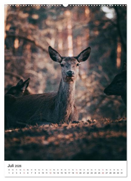 Produktbild: Wilde Nachbarn: Rotwild (hochwertiger Premium Wandkalender 2026 DIN A2 hoch), Kunstdruck in Hochglanz