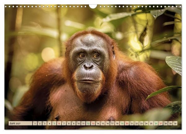 Produktbild: Die intelligentesten Tiere - Weltweit (Wandkalender 2027 DIN A3 quer), CALVENDO Monatskalender
