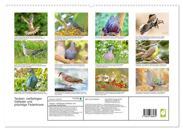 Produktbild: Tauben: vielfarbiges Gefieder und pr&auml;chtige Federkrone (hochwertiger Premium Wandkalender 2026 DIN A2 quer), Kunstdruck in Hochglanz