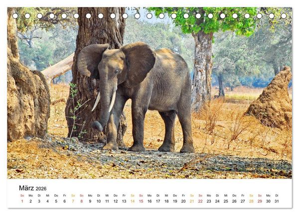 Produktbild: Elefanten Impressionen (Tischkalender 2026 DIN A5 quer), CALVENDO Monatskalender
