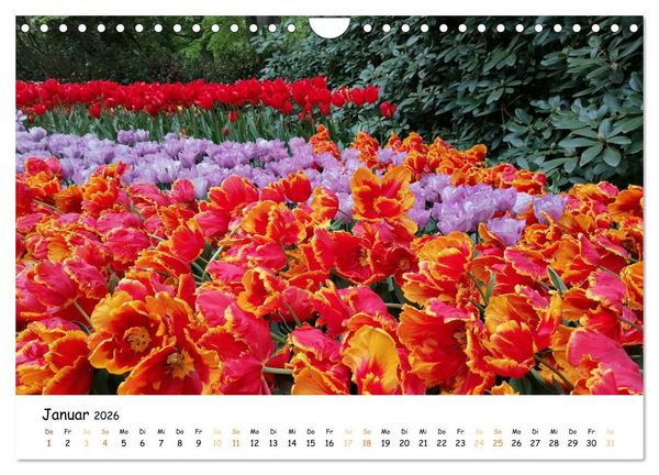 Produktbild: Auf Tour im Land der Tulpen (Wandkalender 2026 DIN A4 quer), CALVENDO Monatskalender