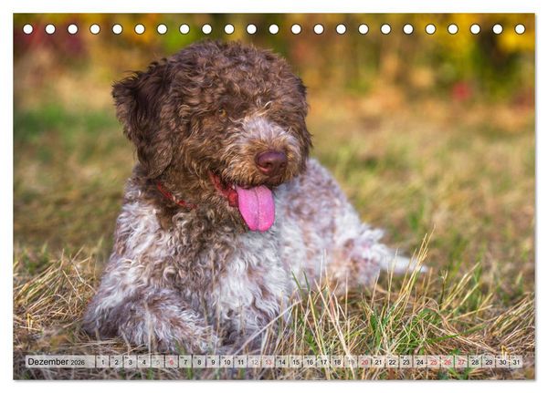 Produktbild: Lagotto Romagnolo - Ein Hund zum Verlieben (Tischkalender 2026 DIN A5 quer), CALVENDO Monatskalender