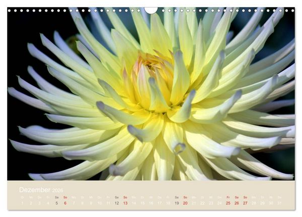 Produktbild: Dahlien (Wandkalender 2026 DIN A3 quer), CALVENDO Monatskalender