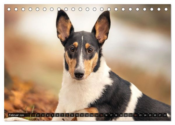 Produktbild: Smooth Collies (Tischkalender 2026 DIN A5 quer), CALVENDO Monatskalender