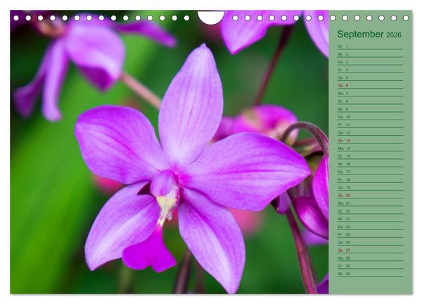 Produktbild: Farbzauber Natur Orchideen - CH Version (Wandkalender 2026 DIN A4 quer), CALVENDO Monatskalender