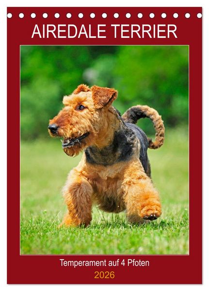 Produktbild: Airedale Terrier - Temperament auf 4 Pfoten (Tischkalender 2026 DIN A5 hoch), CALVENDO Monatskalender