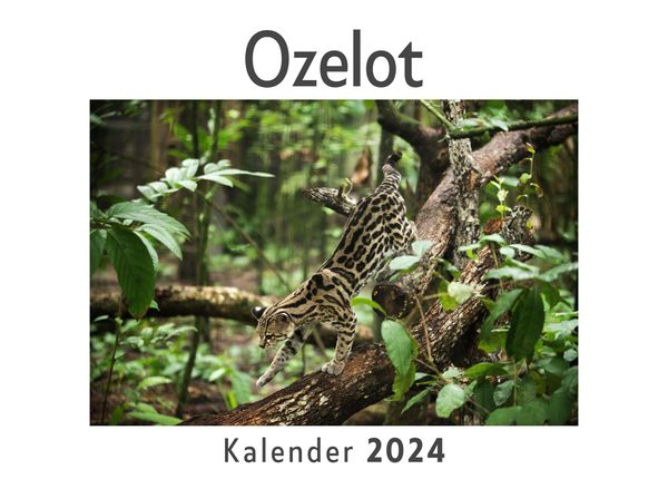 Produktbild: Ozelot (Wandkalender 2024, Kalender DIN A4 quer, Monatskalender im Querformat mit Kalendarium, Das perfekte Geschenk)