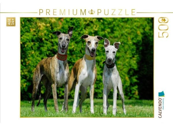 CALVENDO Puzzle Ein Motiv aus dem Kalender Schnell wie der Wind - Whippet | 500 Teile Lege-Größe 48 × 36 cm Foto-Puzzle für Erwachsene