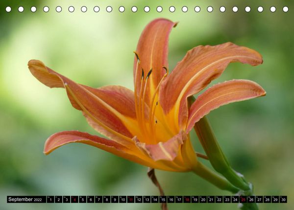 Produktbild: Fr&uuml;hling und Sommer (Tischkalender 2022 DIN A5 quer)