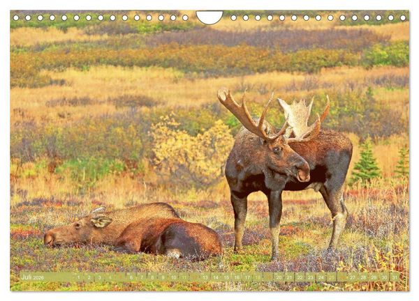 Produktbild: Elche: Nordische Riesen (Wandkalender 2026 DIN A4 quer), CALVENDO Monatskalender