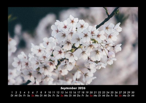Produktbild: Blumenkalender 2026 Fotokalender DIN A3