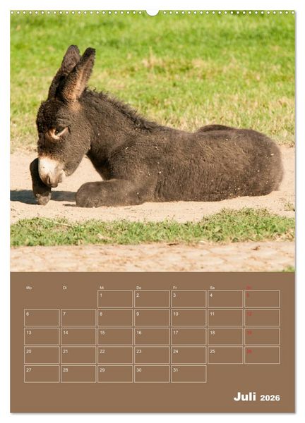Produktbild: Entz&uuml;ckende Esel - Charmant und liebenswert (hochwertiger Premium Wandkalender 2026 DIN A2 hoch), Kunstdruck in Hochglanz