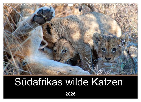 Südafrikas wilde Katzen (Wandkalender 2026 DIN A3 quer), CALVENDO Monatskalender